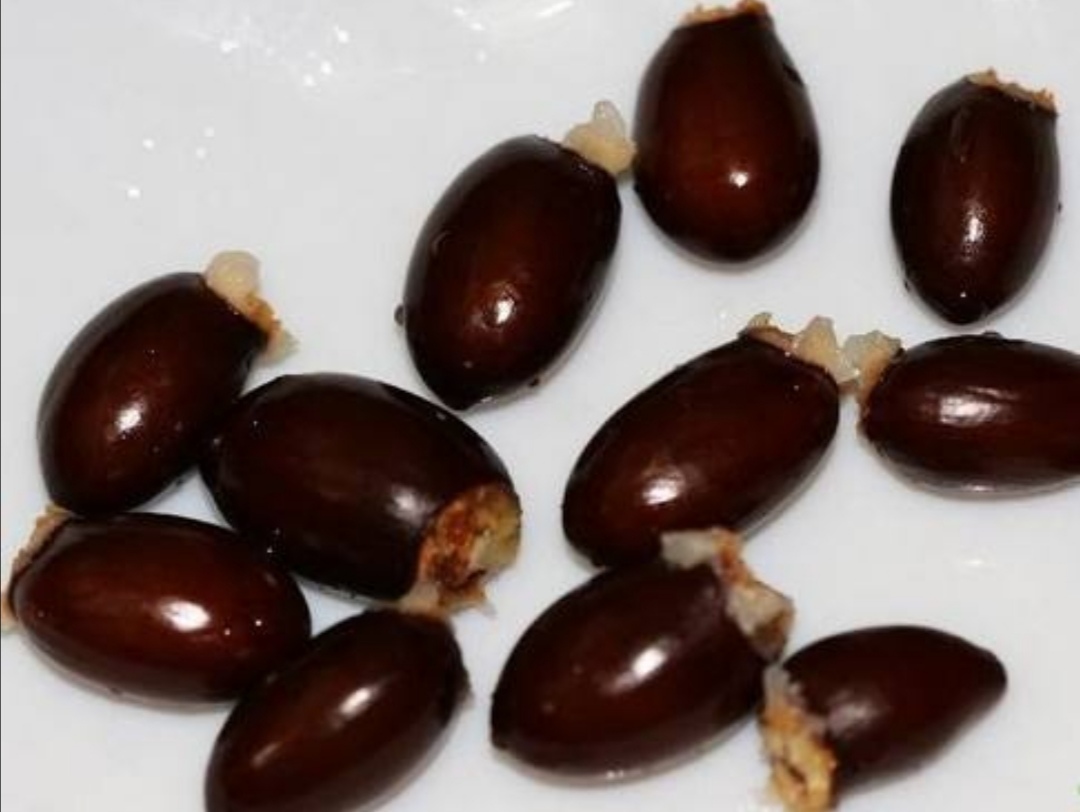 荔枝核不要扔,把它埋到花盆里,就能长出清新的小盆栽