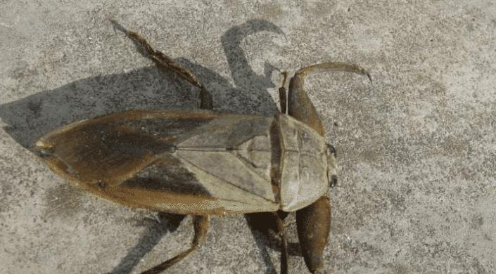 现实真有尸蟞遍布世界各地被咬后无法复原