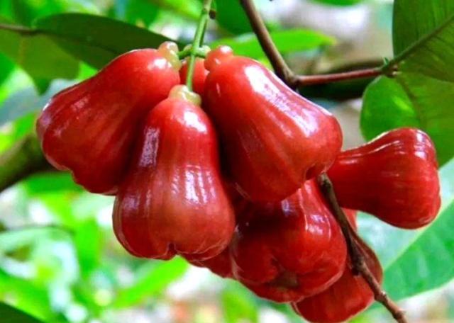 国外很廉价的5类水果,在中国却非常贵,车厘子都不算最贵的!