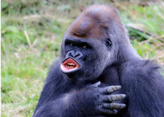 图片来源于网络:小噘嘴说到水蛇腰,大家都很想到一个身姿"s"形的美女