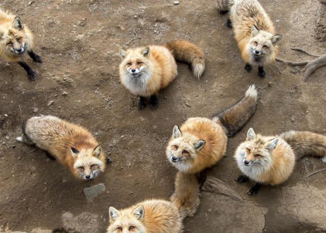 日本有个人气景点，养着许多生活自在的狐狸，靠讨好游客混日子休闲区蓝鸢梦想 - Www.slyday.coM