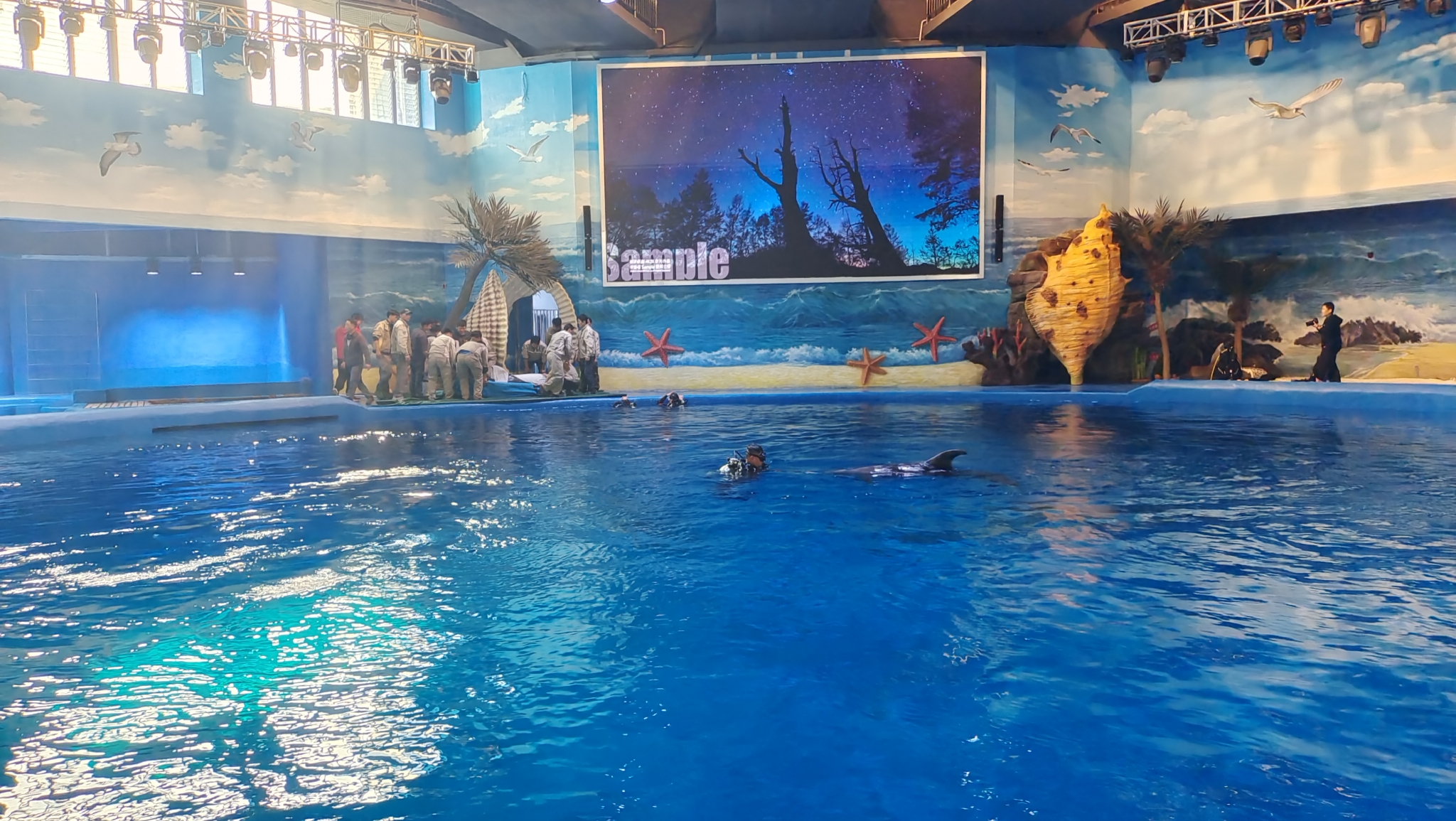 吉安海洋世界首批动物海豚来啦!|海洋世界|吉安|海豚_新浪新闻