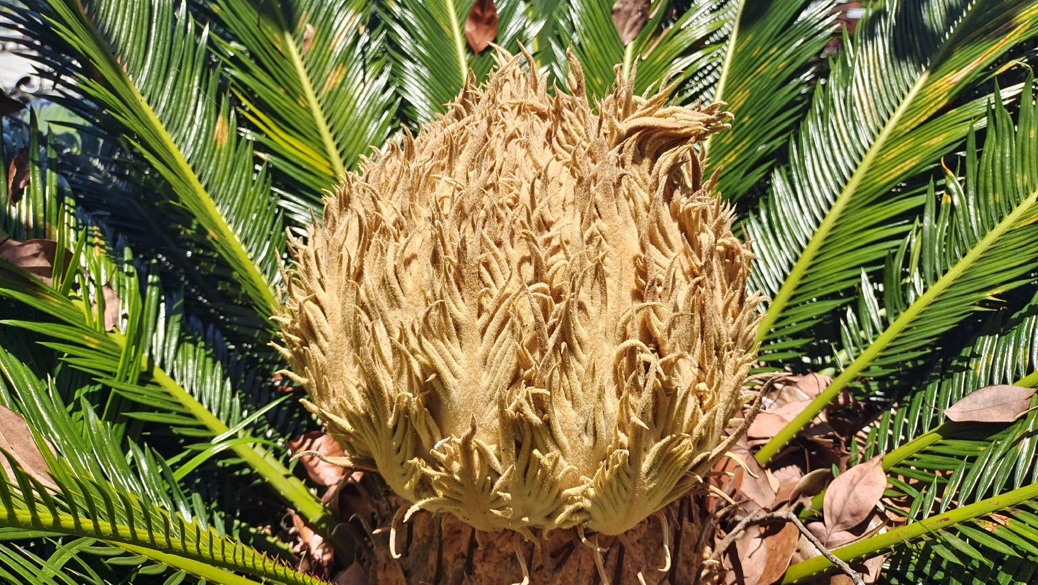 吉安随拍:铁树雌花欣赏