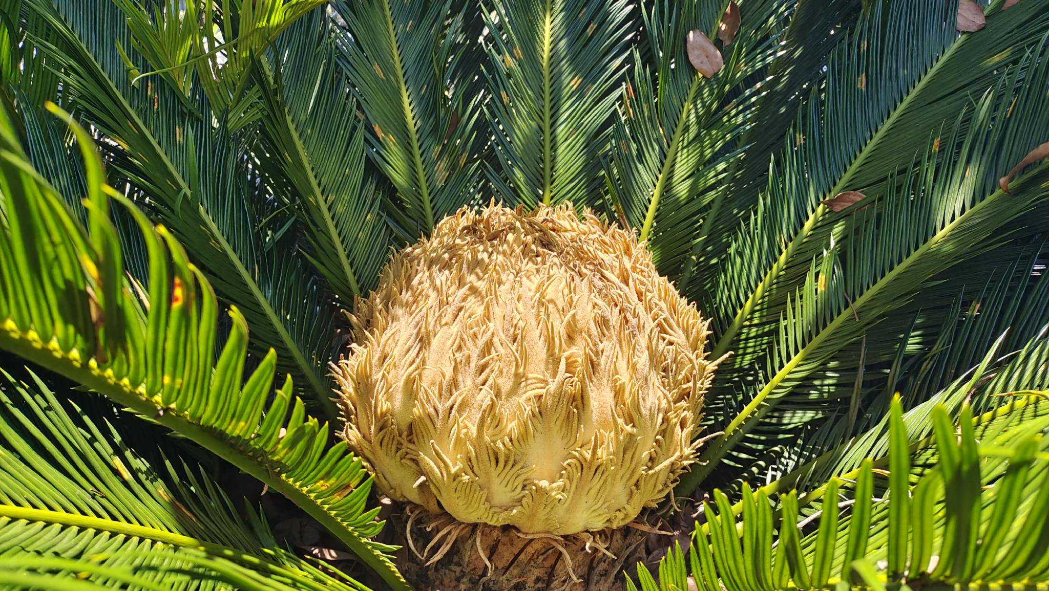 吉安随拍:铁树雌花欣赏