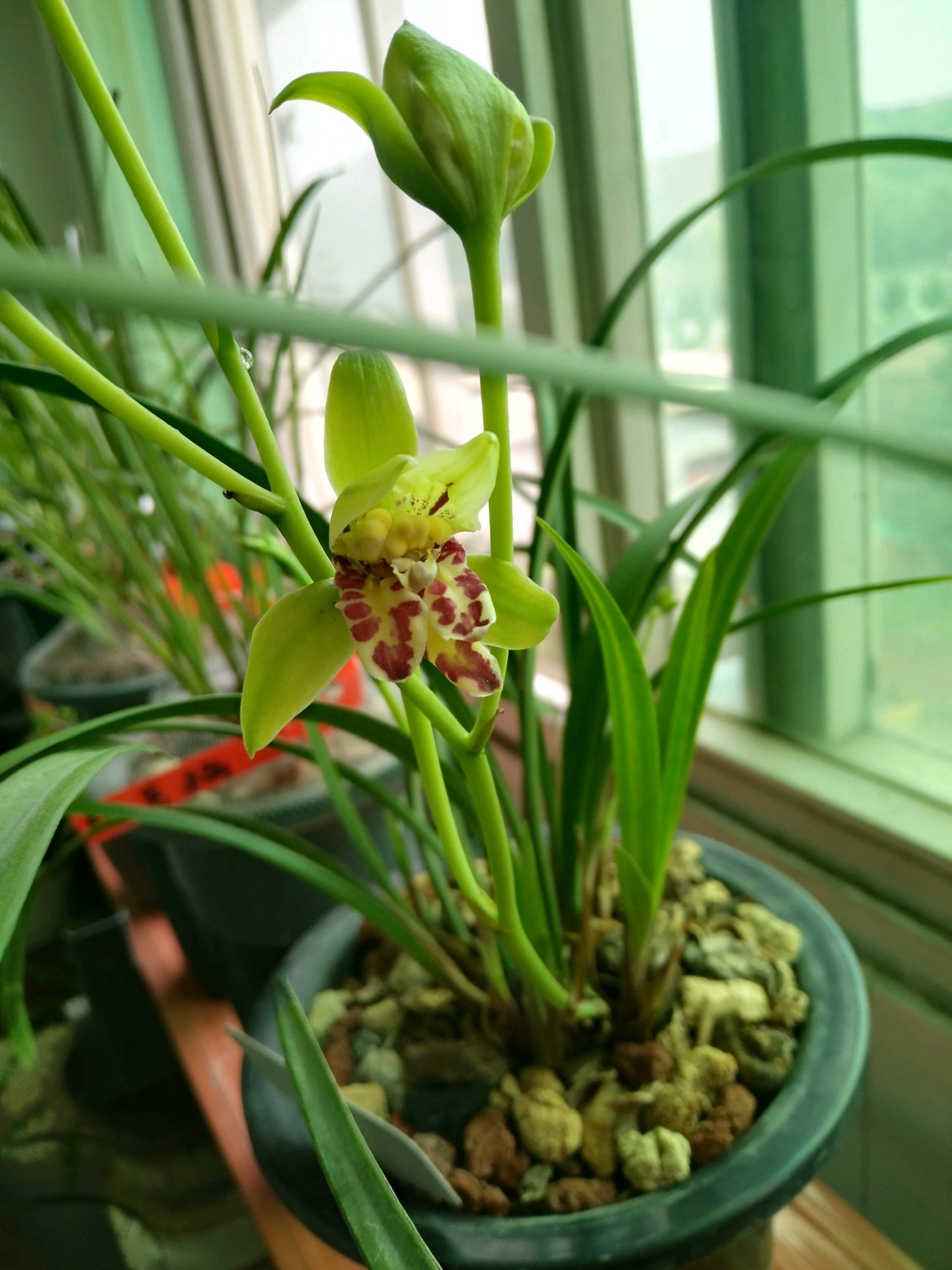 一款物美价廉的名品兰花 易种植 开花勤 香气四溢 适合新手养