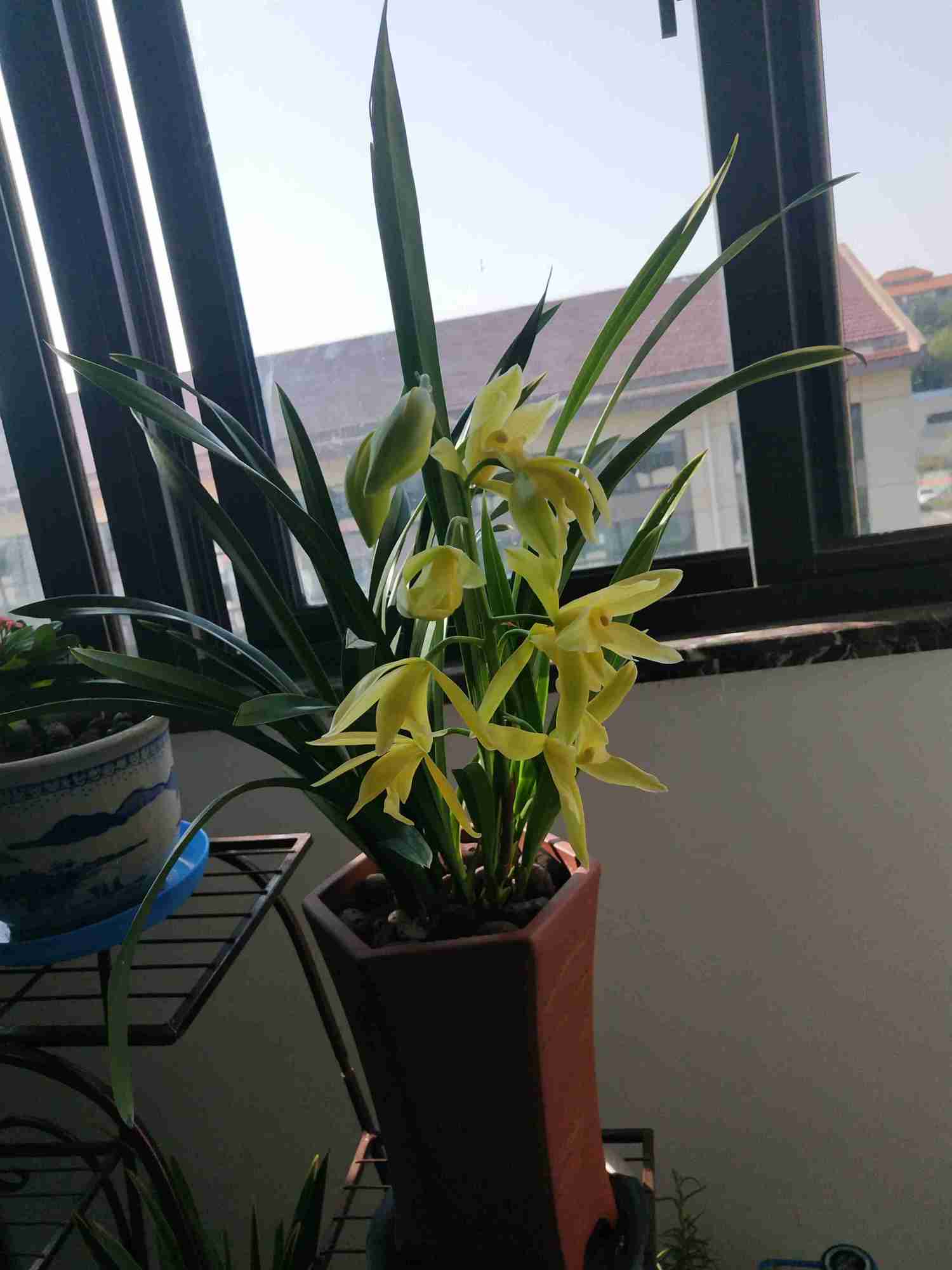 最适合新手养的兰花 好养易成活 开花勤快 香气四溢 还很便宜