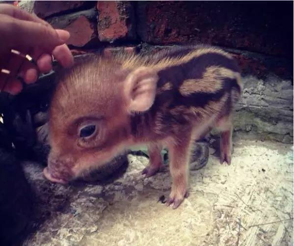 农村小伙河边抓到一只"小花猪",媳妇感觉太萌了,把它当婴儿养
