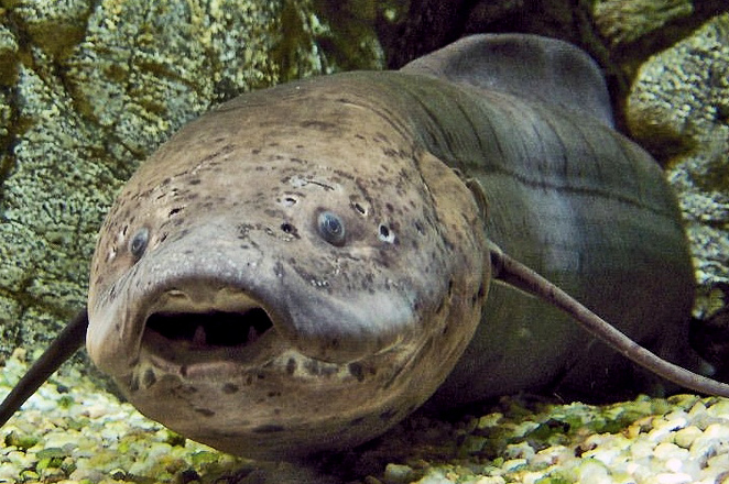 建议二:肺鱼思维