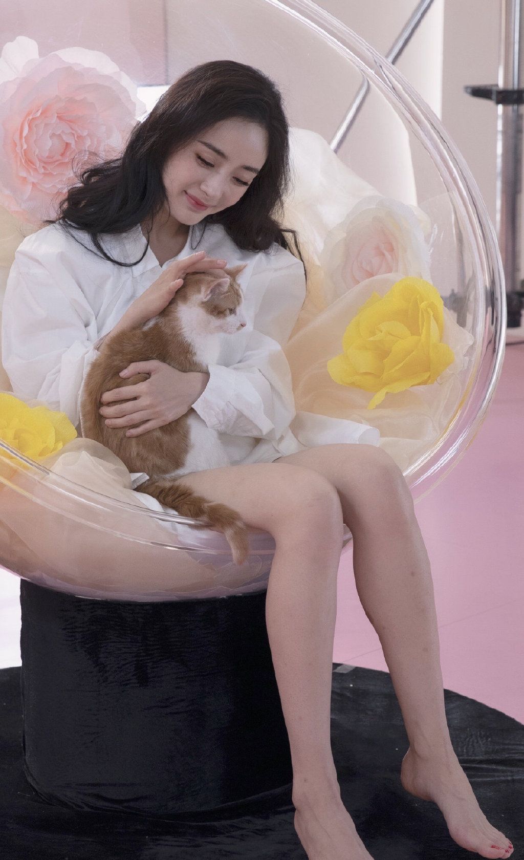 杨幂撸猫写真照曝光,白色衬衣宛如少女_高清图集_新浪网