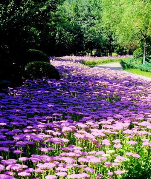 俺们小区绿化带养了一种花,开花漂亮还有独特用处,大家都夸好