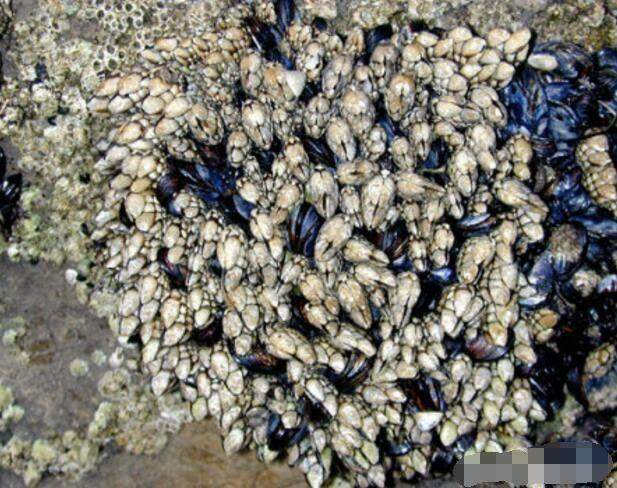 女子带孩子去海边,本以为发现一堆鹅颈藤壶,结果差点小命不保|鹅颈