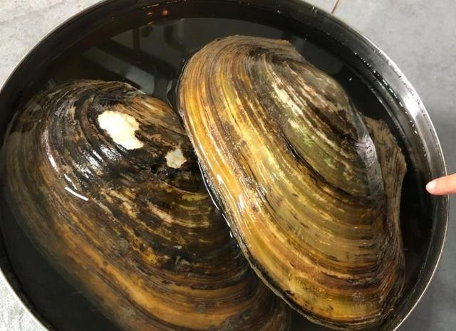 今下午发小送来了差不多20个河蚌,本以为他花钱买的,没想到他却说是回