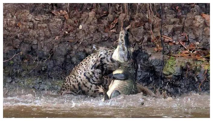 在水里,在鳄鱼地盘中,凯门鳄本应更有优势的,但面对美洲豹突然袭击
