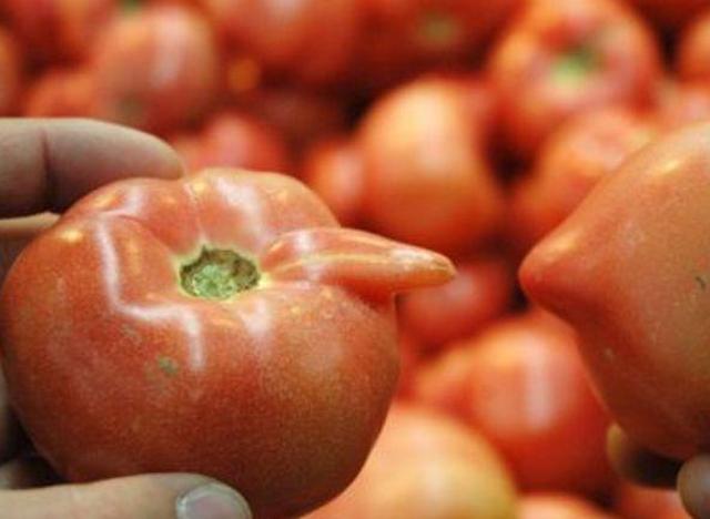 西红柿打激素还能吃吗?教你3种方法辨别激素西红柿,别再买错了