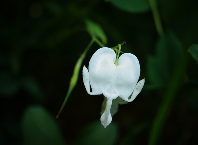 有一种花,叫"滴血的心",名字有点渗人,可花太美了!