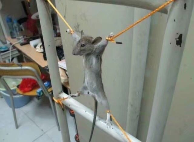 男子饱受老鼠折磨抓到后却没有痛打他的做法让网友直呼痛快