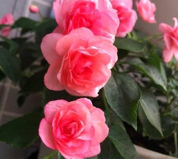 阳台小也要养盆它,有点散光就疯长,种1棵,长1片,1年能开300天休闲区蓝鸢梦想 - Www.slyday.coM 阳台小也要养盆它,有点散光就疯长,种1棵,长1片,1年能开300天休闲区蓝鸢梦想 - Www.slyday.coM