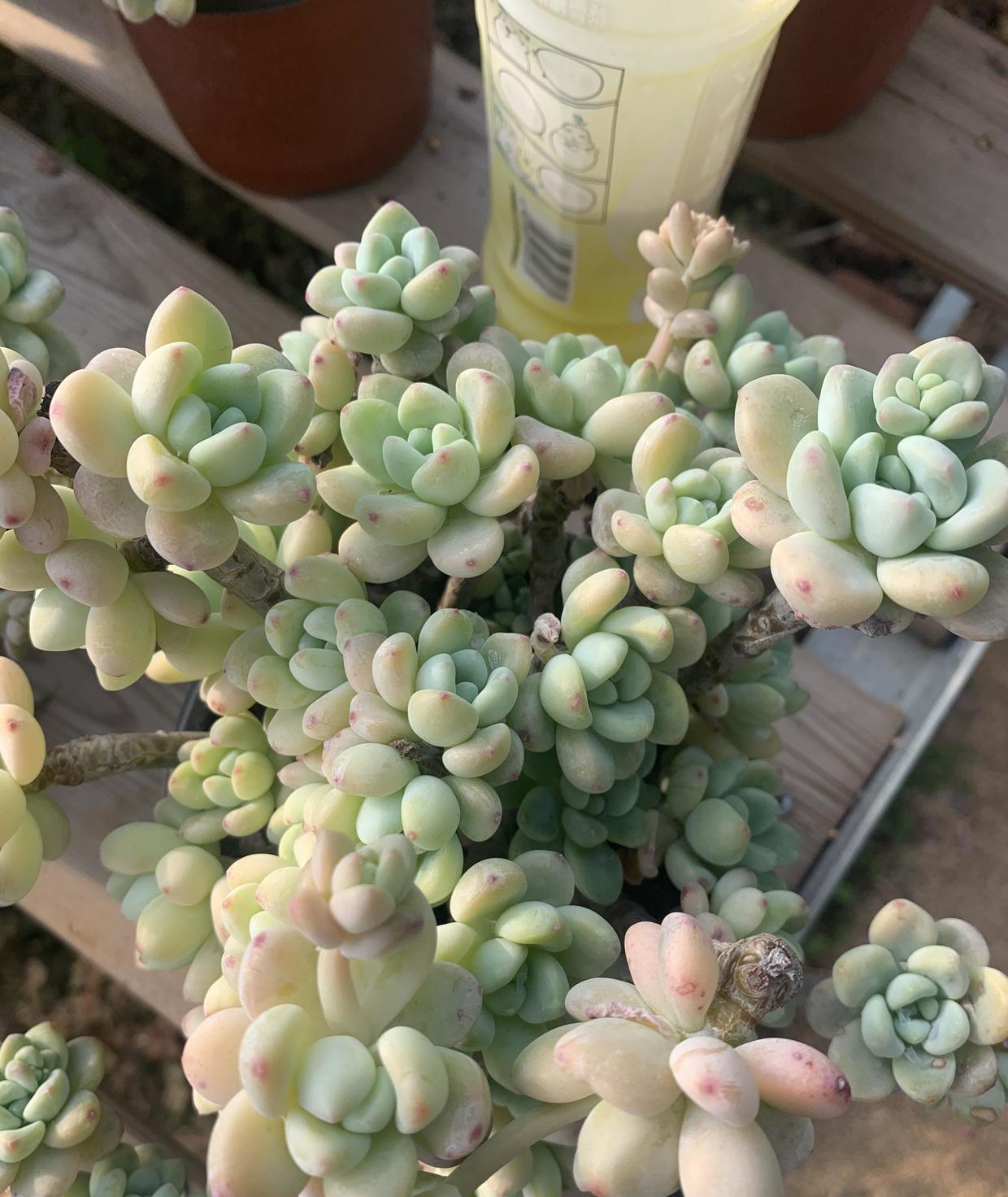 多肉劳尔,春天多浇水,叶子变成胖球球,小老桩越看越喜欢_高清图集