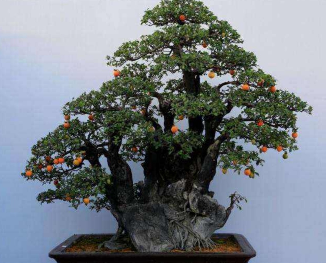 养金弹子下山桩注意4个事项生根快易成活