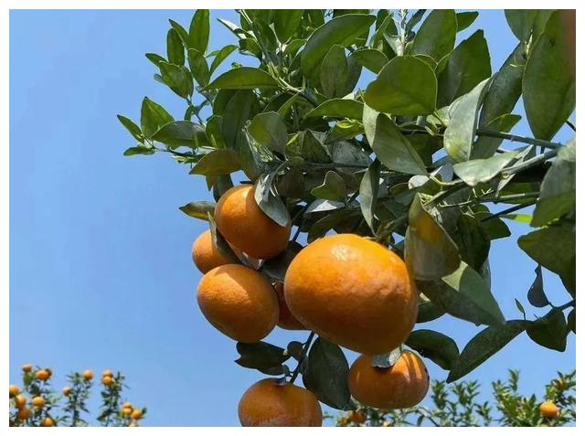 茂谷柑一个没听过的名字竟然这么甜