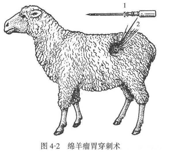 简单一招搞定羊胀气!这个工具人人家里有!