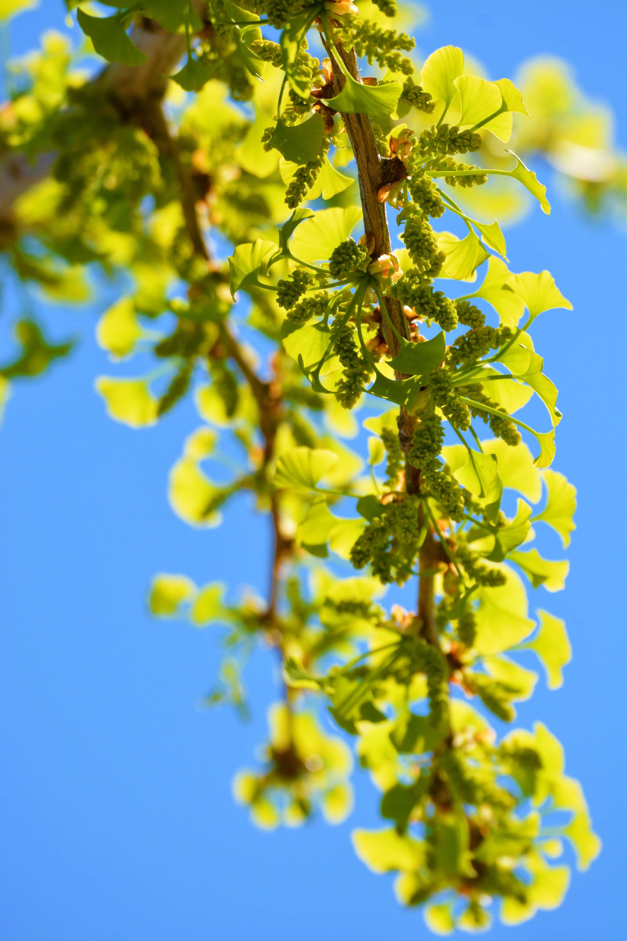 银杏花 原创拍摄 银杏花 原创 拍摄 新浪新闻