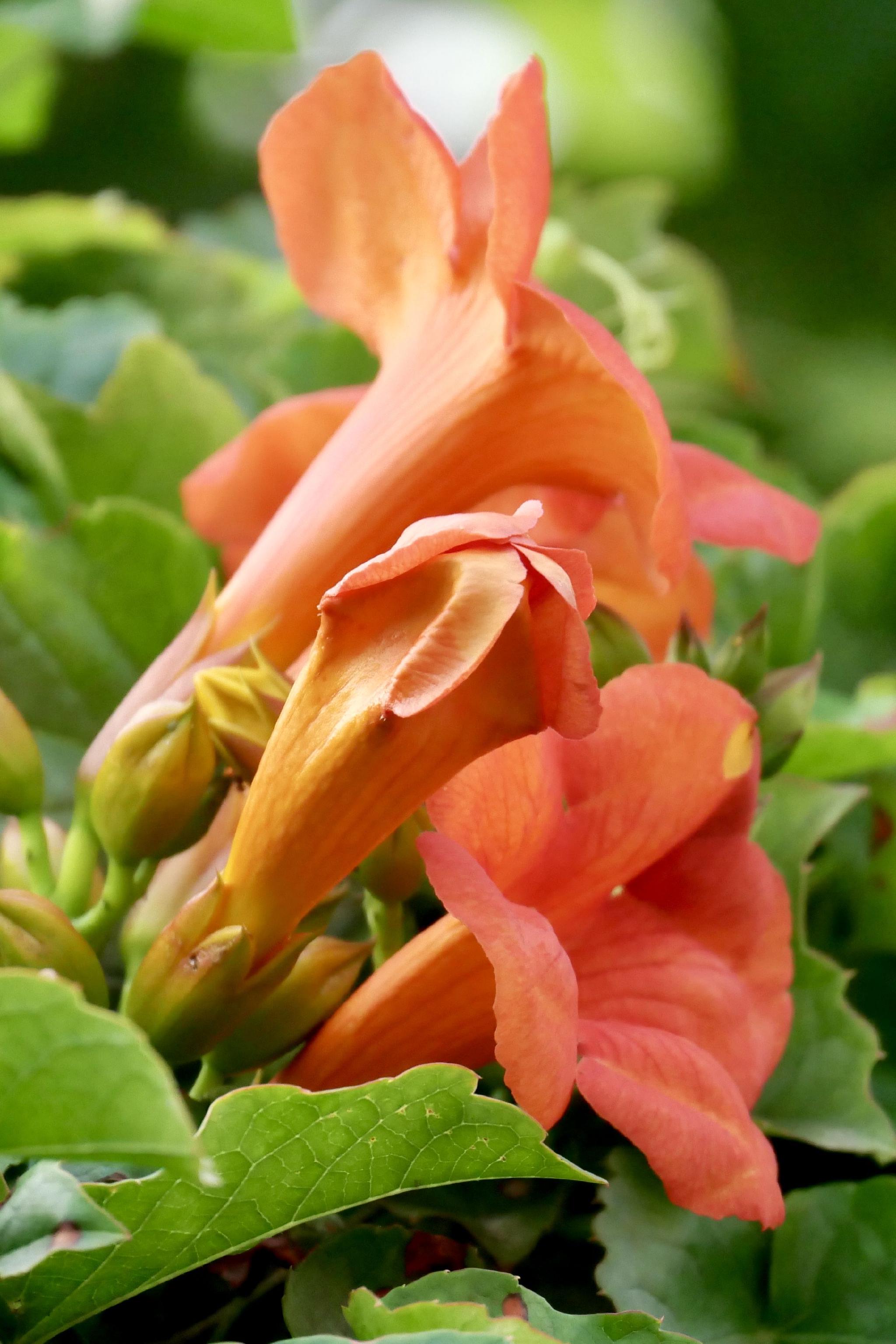 美丽的凌霄花_高清图集_新浪网