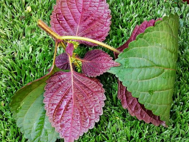紫苏的这些功效 只可惜你不了解 阳台种一盆 太棒了