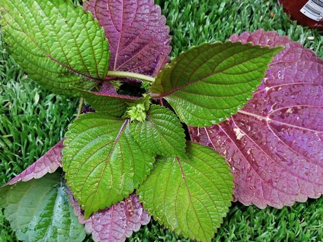 紫苏的这些功效 只可惜你不了解 阳台种一盆 太棒了
