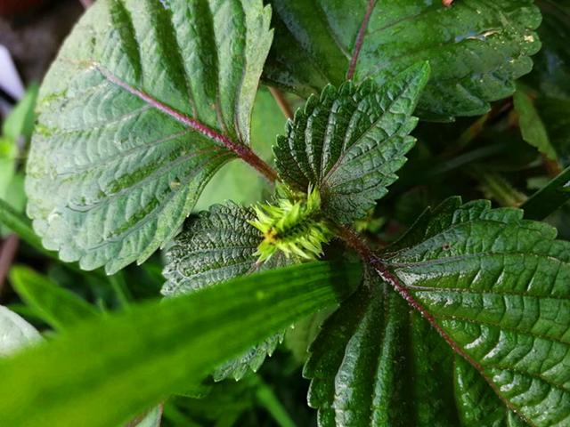 紫苏的这些功效 只可惜你不了解 阳台种一盆 太棒了