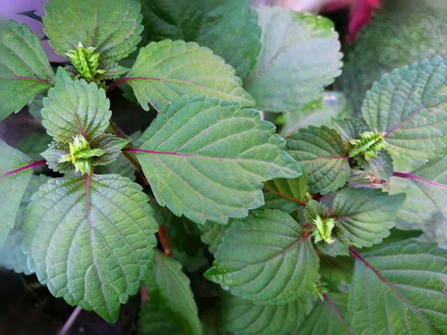 紫苏的这些功效 只可惜你不了解 阳台种一盆 太棒了