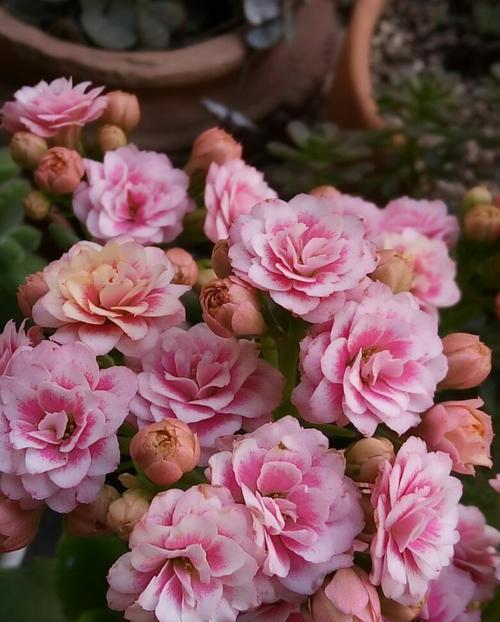 8款高颜值长寿花花朵漂亮开花多多新手也能养爆盆