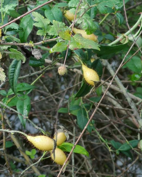 乡下踏秋,发现一"黄刺果",以往只有穷人吃,如今榨成汁后红了