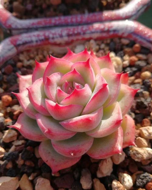 适合新手入手的多肉养一盆侧影好养饱满带红边颜值超高的