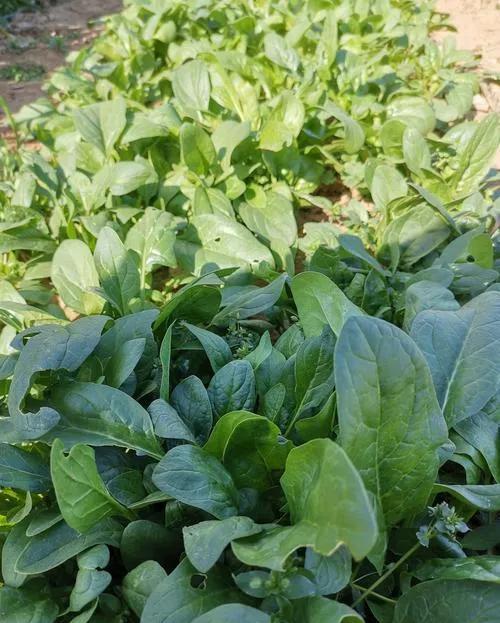 有多少人对春天的凉拌菠菜情有独钟