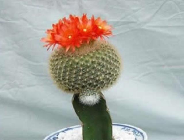 喜欢养仙人球就养白雪光球体雪白开花漂亮