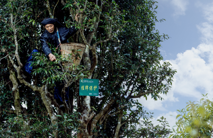 高黎贡山第七届茶文化节在云南腾冲举行