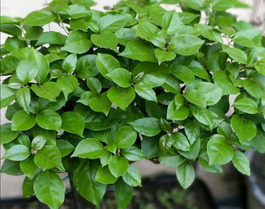 养三角梅 植株才能分化花芽 养三角梅 植株才能分化花芽