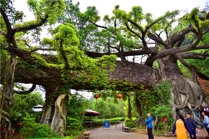 广东清远这个景区以关命名大门还做成树形石树上面长真树