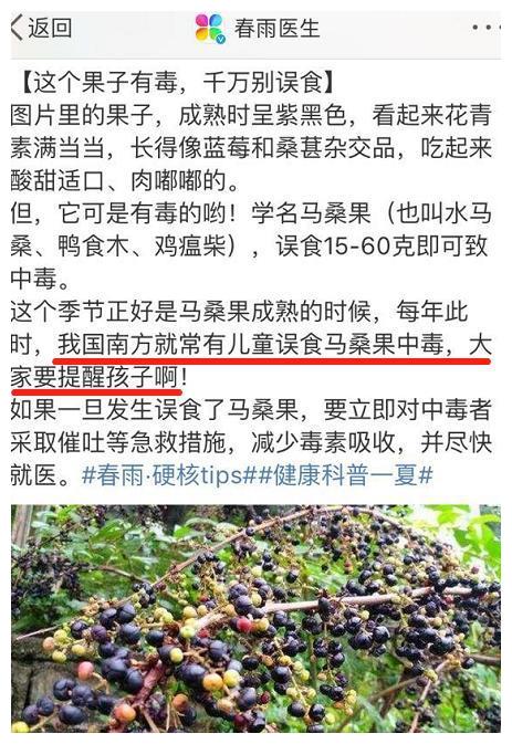 人类食用马桑果后可致死亡马桑果通常每年5-6月份成熟,中毒也主要发生