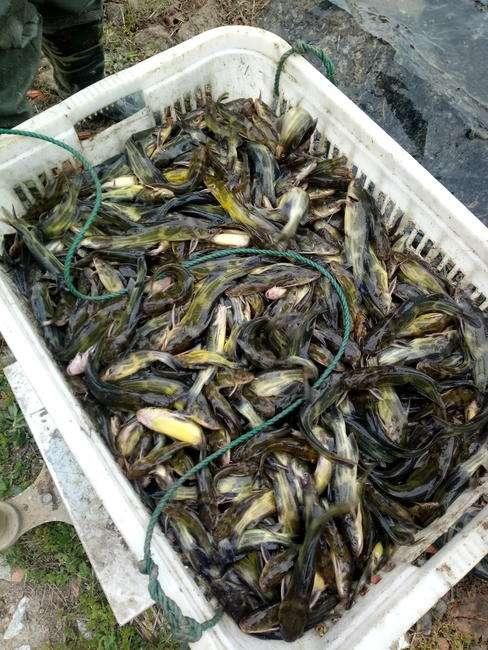 惠農10號,黃骨魚養殖利潤幾何|黃骨魚|惠農|養殖_新浪新聞