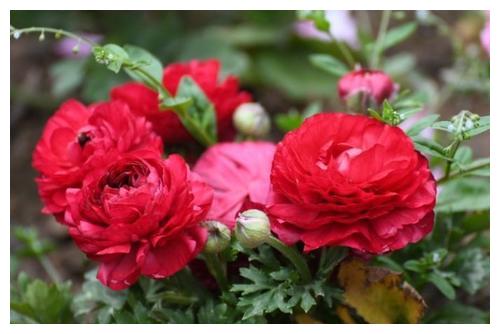 漂亮又好闻 层层交叠 烂漫迷人眼 花苞蹿全枝 花朵开满