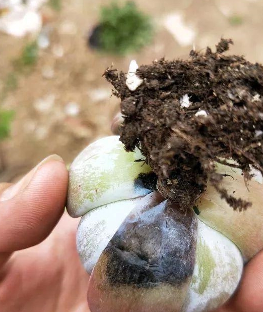 养多肉最怕"黑腐病",粘上就死,夏天黑腐发期来啦!