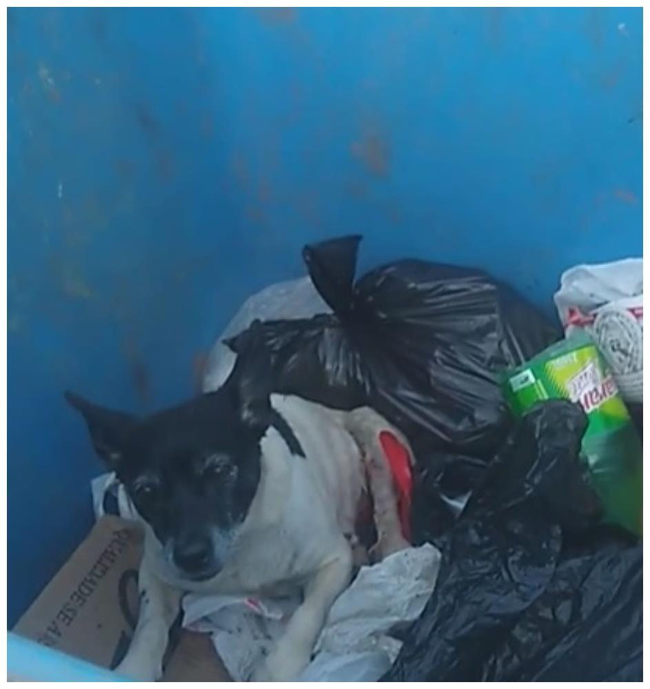狗狗被丢垃圾桶,它一见到人便露出乞求的表情,画面令人心碎