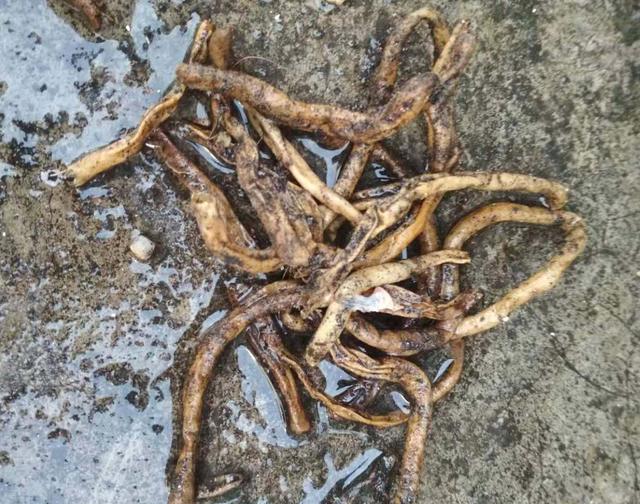 君子兰是肉质根系,有较好的耐旱能力,但不耐涝,盆土太湿了容易发生