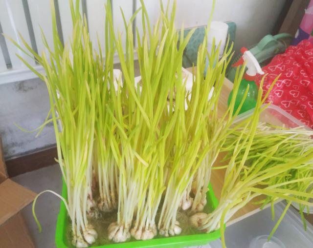 别再出门买蒜黄了,自己在家栽种上几盆,足够全家人食用品尝