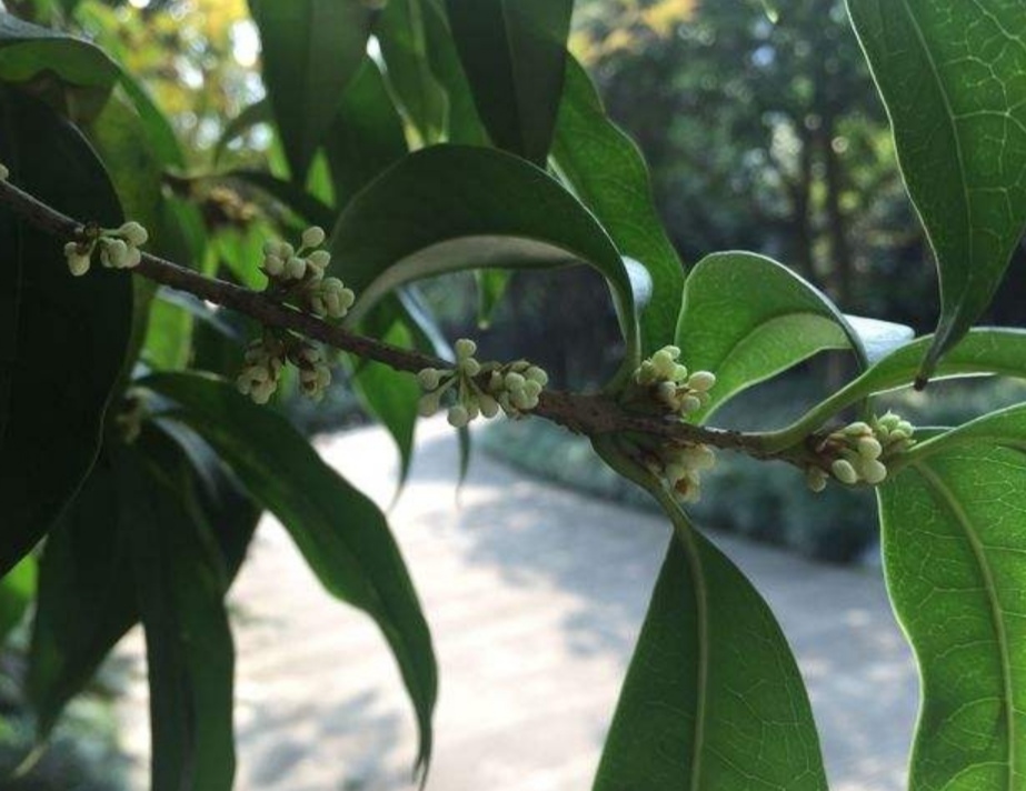 桂花进入盛花期现在还没开花抓紧做好4点开花多花期长