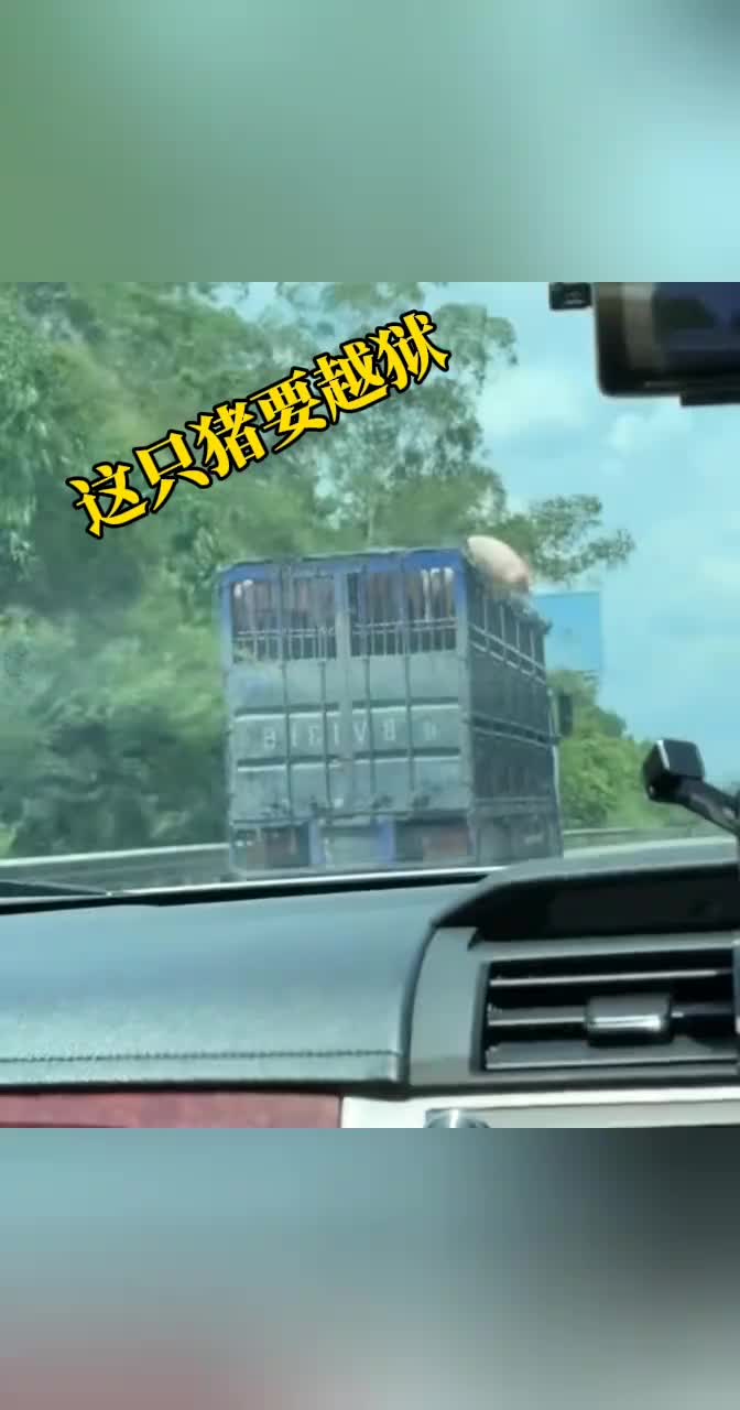 这只猪打算越狱了