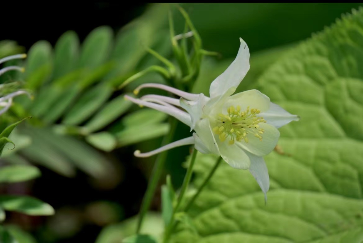 花卉植物耧斗菜武汉植物园