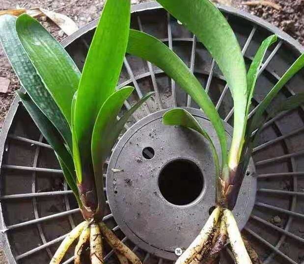 新手养君子兰，“浇水4句话”，巧避免空根，烂根，一盆窜5个花箭休闲区蓝鸢梦想 - Www.slyday.coM